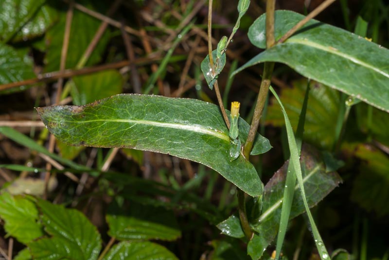 Lactuca serriola